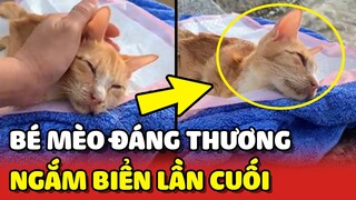 Lần cuối cùng NGẮM BIỂN cùng chủ của bé MÈO bị mắc bệnh nặng | Yêu Lu