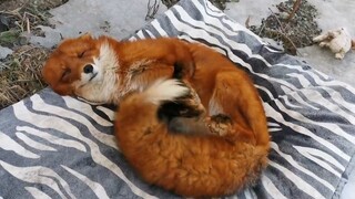 The fox's tail is wagging happily via: DailyTownCryer
