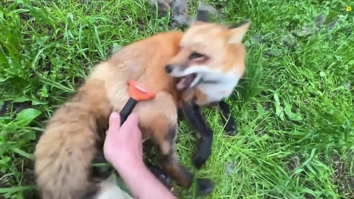 Sudah musim panas, ayo bantu si rubah kecil melepas celana bulunya yang tebal