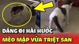 "DÁNG ĐI HÀI HƯỚC" của bé mèo mập VỪA TRIỆT SẢN nhưng vẫn ý thức vệ sinh cao 😂 | Yêu Lu