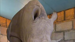 Tidak ada yang bilang sama saya kalau rasa tertekan dari badak itu sekuat ini!