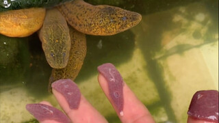 喂小宠物狗鳝  日常喂狗善