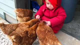 ADORABLE BABIES Love Chicken Compilation