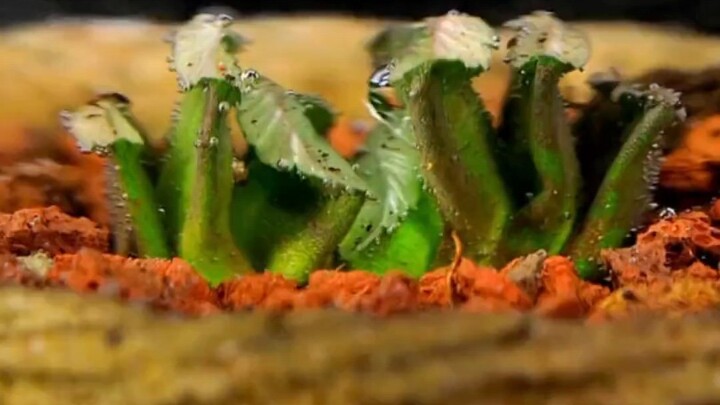 [ไม้อวบน้ำดื่มน้ำ] หากไม้อวบน้ำไม่แห้งเพียงพอ สถานะของไม้อวบน้ำก็จะไม่มั่นคง!