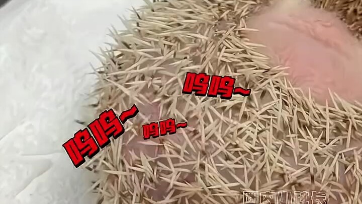 Little Hedgehog: I may not be human, but you’re the real dog!