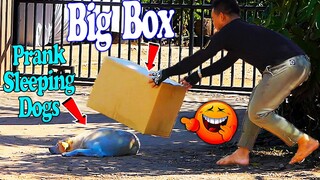 Big Box vs Sleeping Dogs Prank Very Funny Challenge 2021 - Try Not To Laugh - Best Prank Dogs 2021