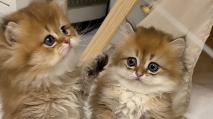 Sentry Sisters