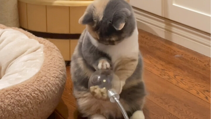 IQ Lebih Tinggi dari Kucing