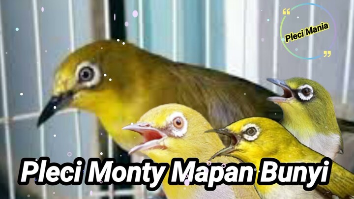 Bikin Pleci Monty Mapan Bunyi Bongkar Ngalas Isian