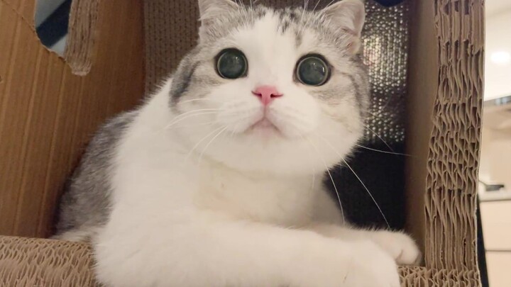 Mèo con tặng mọi người một món quà lớn!