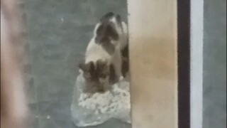 Liat Kucing Gak Kenal Makan Terus • Pukul 18:47:00 WIB
