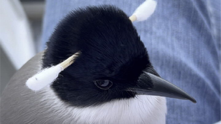 استمتعوا بأداء غامر لاثنتين من طيور العقعق تتقنان الخدع البهلوانية! لا تنسوا الضغط على زر الإعجاب!