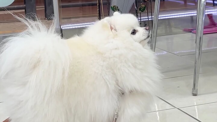 ลูกหมาตัวน้อยที่งอนเพราะถูกคุณแม่เมิน!