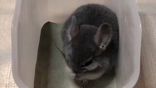 [Animals]How does a chinchilla take a bath?