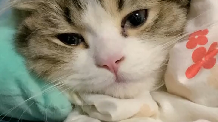 Con mèo 🐱 này sao mà điệu đà như người vậy?