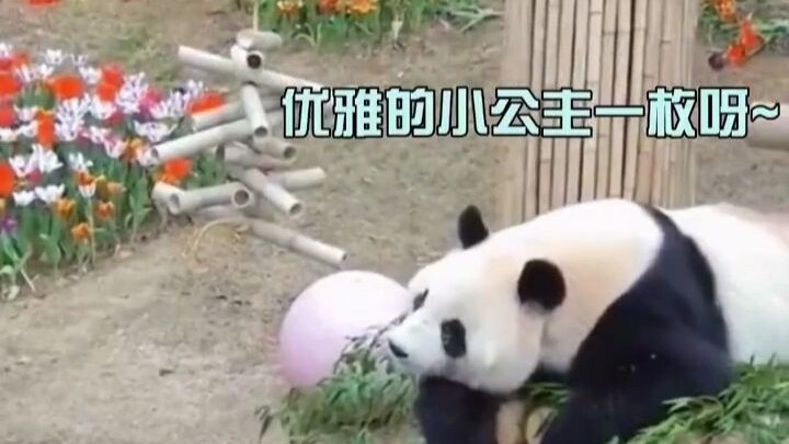 Menyembuhkan panda dengan cinta—saat Ai Bao pertama tiba di Korea, ayah susu Jiang menemani sepanjan
