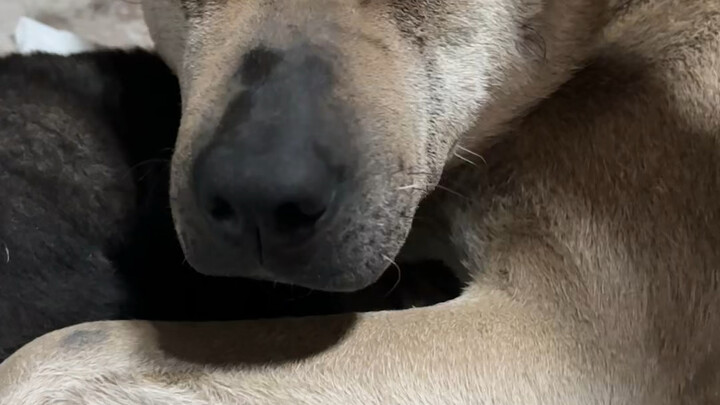 Dường như chú chó cũng có thể hiểu tiếng người.