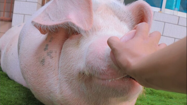 Close-up torture of a yawning pig—top-tier sleep aid; watch it and you’re guaranteed to yawn.