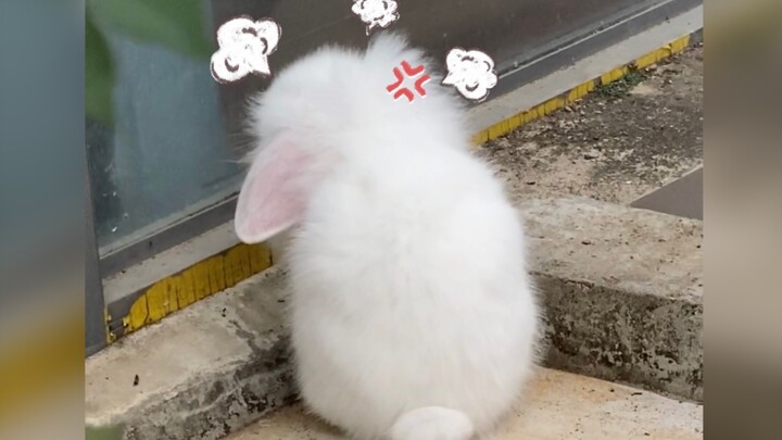 Who could possibly refuse a cute little bunny?