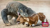 Rồng Komodo - Sát thủ săn mồi tàn độc nhất Thế Giới Động Vật| Hóng Khám Phá