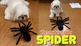 Shih Tzu Reacts to A Giant Spider Toy ( Cute Funny Dog Video)