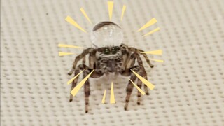 Orang, laba-laba sudah tidak takut lagi dengan tetesan air