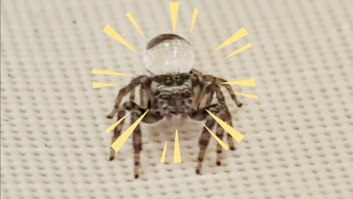 الإنسان والعناكب لم يعد يخاف من قطرات الماء.