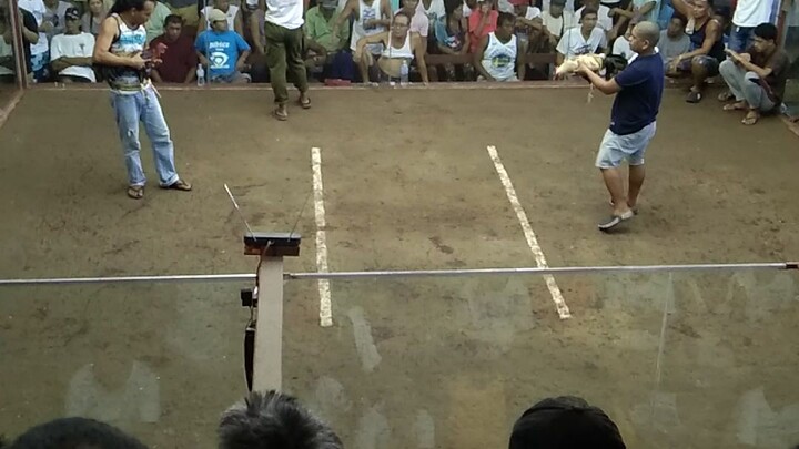 HACKFIGHT #LemonSweater#BackyardBreedee#sabongero