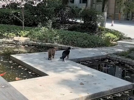 This cat’s combat is so satisfying!