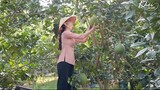 Làm gỏi từ rau, trái cây trong vườn - Khói Lam Chiều | Tropical salads in a south region