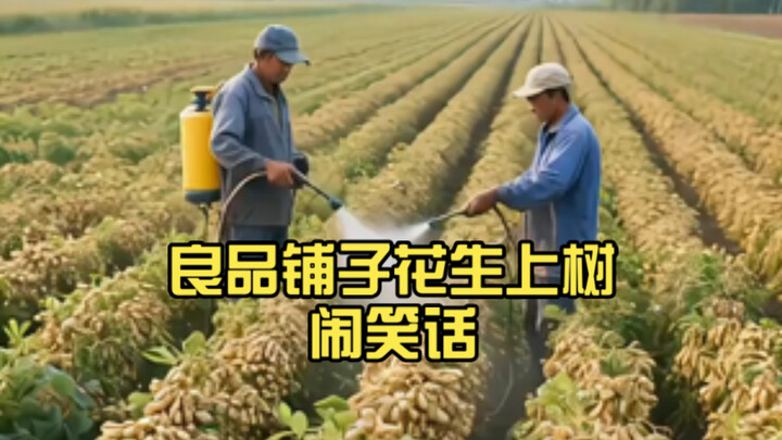 Liangpinpuzi’s peanuts take to the trees and cause a laughable mishap—employees are both uneducated 