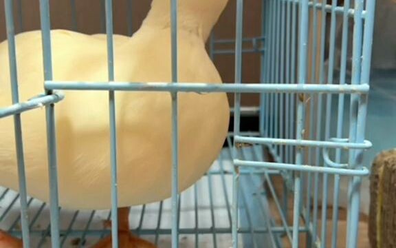 Where’s the duck’s skin swallow? Does anyone know?