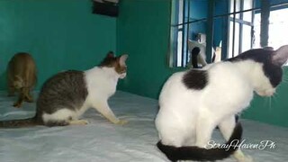 Big Bowie, Some Of The Cats/Kittens Released From The Cage