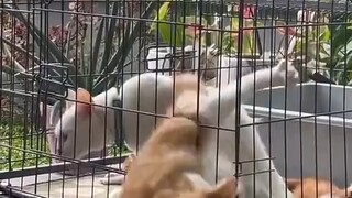 Adorable little kitten