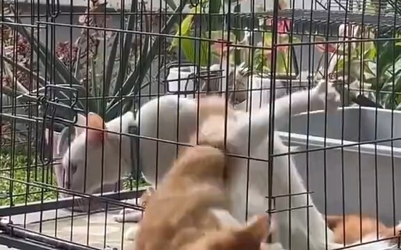 可可爱爱的小猫咪