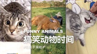 来看毛孩子们！！