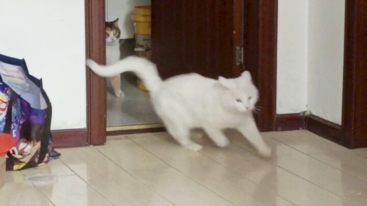 [Animals] A cat teaches the other one how to cover its poop