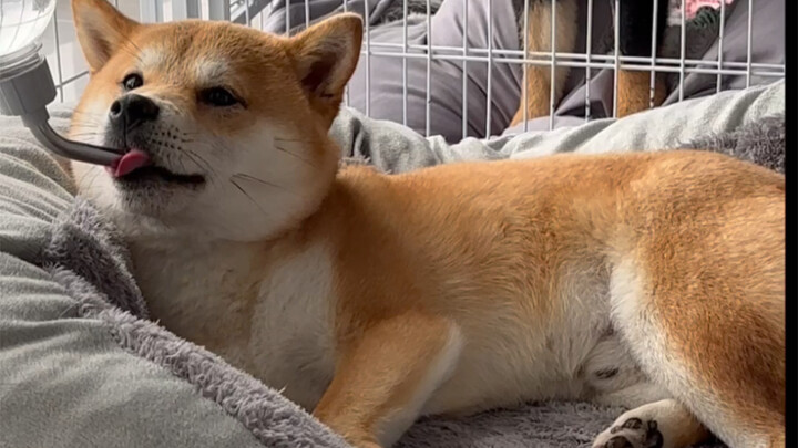 อย่าเห็นว่าฮาคามะน่ารักแล้วจะต้องเลี้ยงมันนะ! ถ้าไม่มีเวลาหรือพลังงานจริงๆ ก็ดูคนอื่นเลี้ยงแทนก็ได้ 