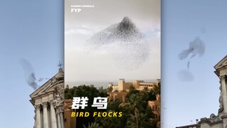 I always feel that birds are so free!