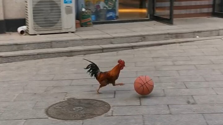 Pertanyaan: Bisakah ayam bermain basket?