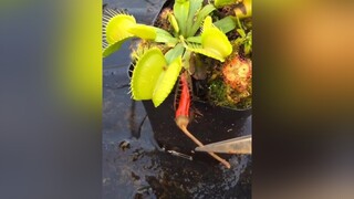 Ăn ớt và cái kết tập 2 🌶  caybatmoi câybắtruồi cacanh chimchim caycanh cayanthit comcom yeuchomeo caybatmuoi câycảnh