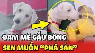 Chú cún có niềm ĐAM MÊ bất tận với GẤU BÔNG khiến Sen muốn PHÁ SẢN 😂 | Yêu Lu