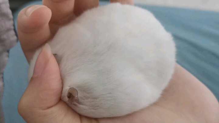 Tôi thực sự không biết phải miêu tả cảm giác cầm nắm của nó thế nào nữa, chỉ biết là mềm, mềm, mềm, 
