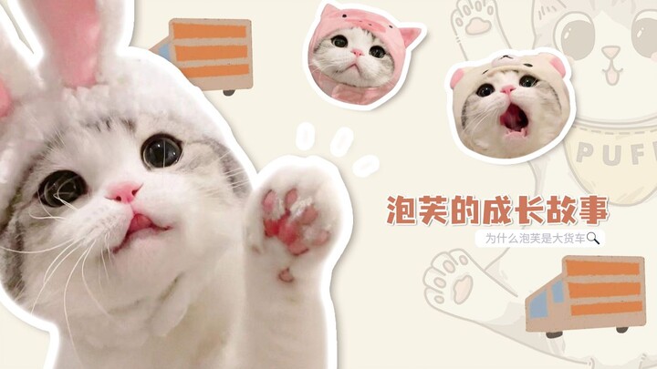 Ternyata si up adalah seekor kucing! Mengungkap kisah pertumbuhan pembuat konten dan balik layar vid