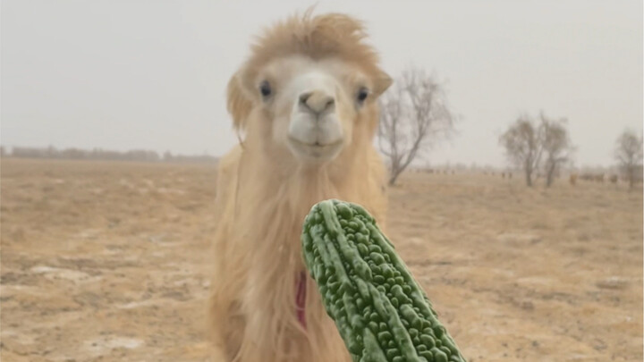 During Dusty Weather, Eat More Bitter Melon to Clear Your Lungs!