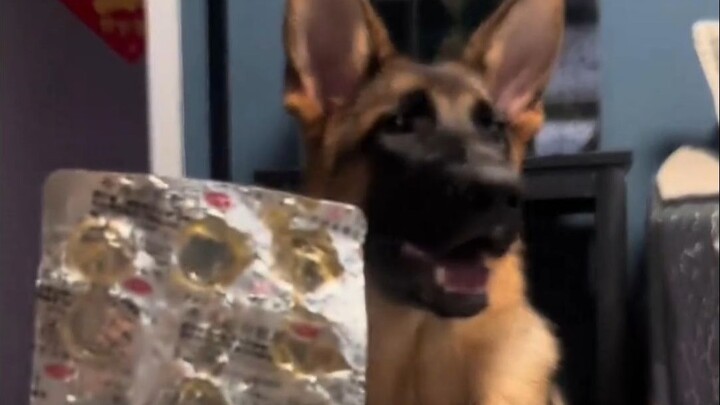 The only legitimate dog-baiting blogger on the entire internet