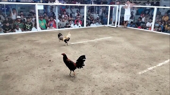 win 2x winner   Naka green na t shirt manok natin mga boss  1-0 sayang  40k  premyo.