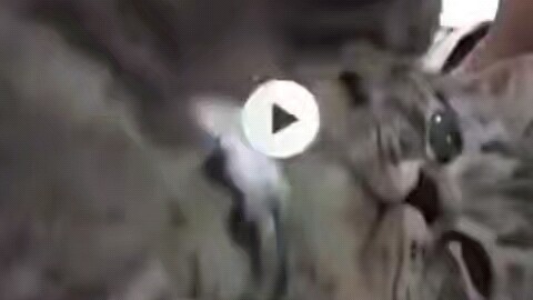 أكرهك كأنك قطعة خشب