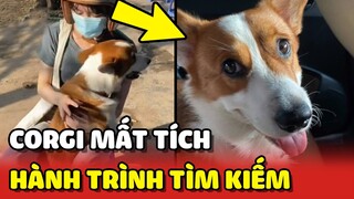 Cảm động hành trình tìm lại bé CORGI bị TRỘM BẮT mất ❤️ | Yêu Lu