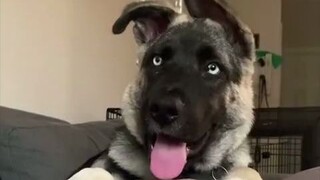 The process of my German Shepherd x Husky mix puppy developing upright ears—haha, it's starting to l